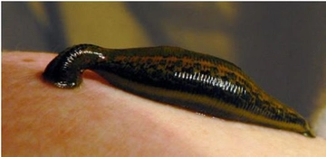 Sülük Çeşitleri Türleri ve Özellikleri