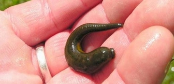 Sülük Ne İşe Yarar?