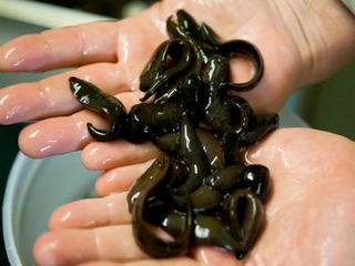 Sülük Yağı Nereden Temin Edilir?